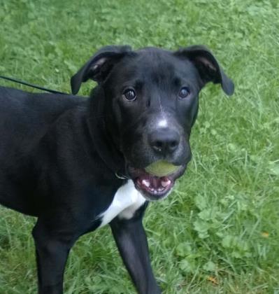 AUGGIE