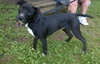 AUGGIE