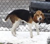 DROOPY