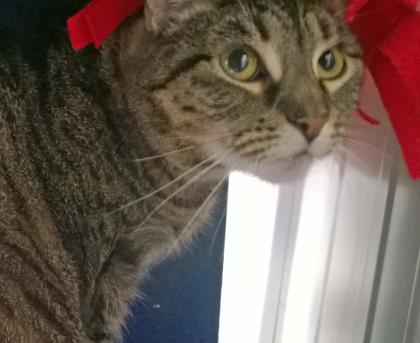 LULU