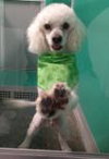 SWIFFER
