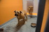 BUSTER BROWN