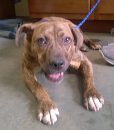 ROXY