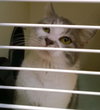PRISCILLA