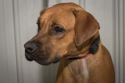 DUKE