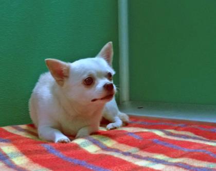 TWINKIE