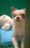SPANKY