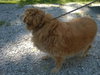PUPPI