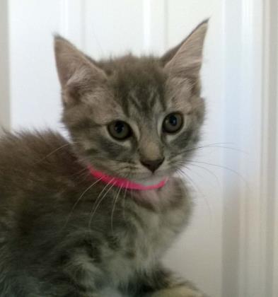 PRISCILLA