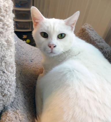 SNOWBALL