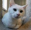 SNOWBALL