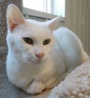 SNOWBALL