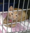 CHESTER