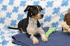 SNOOPY