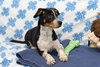SNOOPY
