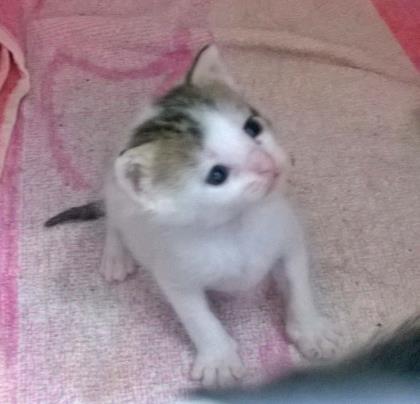 TILLIE