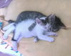 TILLIE