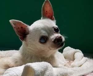 CHICO