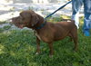 DOZER