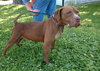 DOZER