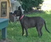 ROXY