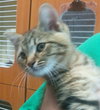 RUM TUM TUGGER