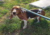 POGO