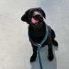 BLACKY