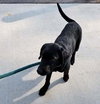 BLACKY