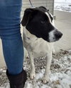 Lucy Moo