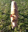 Coko