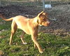 Coko