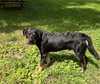 Pollux