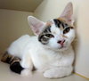 Clancey