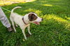 Roxie