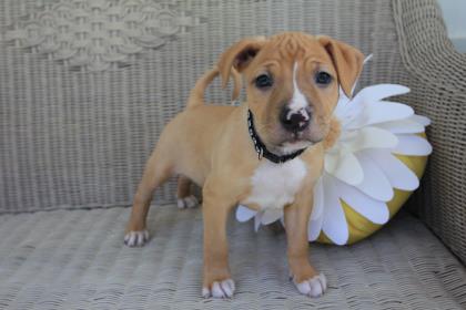 Brutus