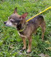 Cortez - bonded w/Kandy