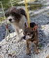 Cortez - bonded w/Kandy