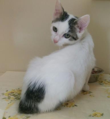Blanca