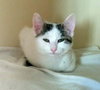 Blanca