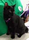 Roxie