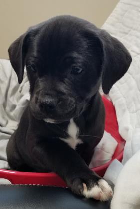 Brownie