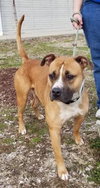 Dozer