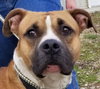 Dozer