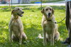 Summer (w/Sunny)