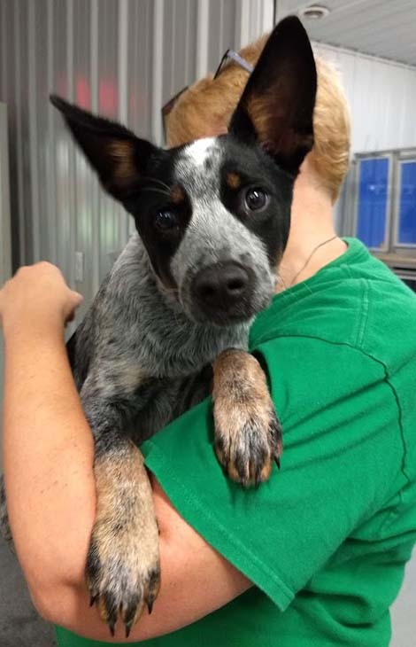 Blue heeler mcnab store mix