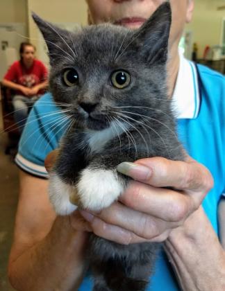 Socks @ Petsmart
