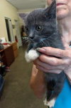 Socks @ Petsmart