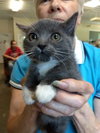 Socks @ Petsmart