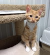 Buttercup@Petsmart